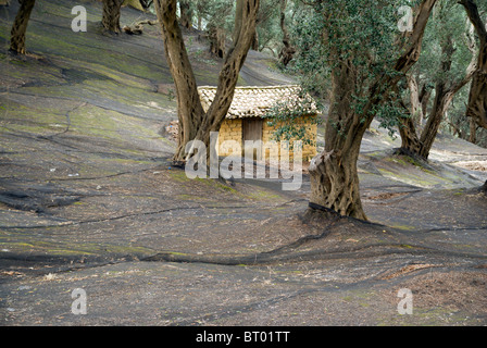 Gli agricoltori hut tra alberi di olivo, san stefanos, Nord Ovest Corfu, Grecia. Foto Stock