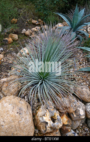Un dolce secco giardino con cactus e piante grasse Foto stock - Alamy