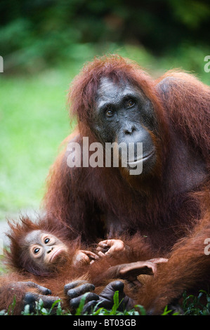 La femmina di orangutan con il bambino su un'erba. Indonesia. Borneo. Foto Stock