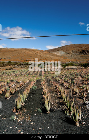 Aloe vera coltivazione di piante fuerteventura canarie Spagna guarigione medica plantation farm factory Foto Stock