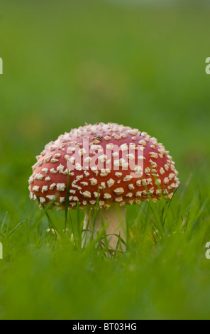 Fly Agaric, (amanita muscaria), in Prato Foto Stock