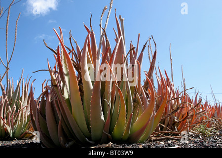 Aloe vera coltivazione di piante fuerteventura canarie Spagna adulti guarigione medica plantation green farm stabilimento per la produzione di succhi di frutta Foto Stock