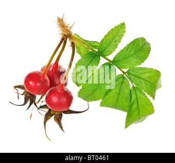 Ramo di Rose con cinorrodi isolati su sfondo bianco Foto Stock