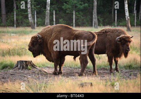 Bisonti combattenti in Belavezhskaya Pushcha, Kamjanjuki, Bielorussia Foto Stock