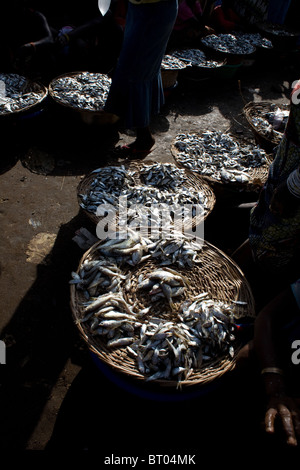 Pesce al mercato di Lungi Sierra Leone Africa occidentale Foto Stock