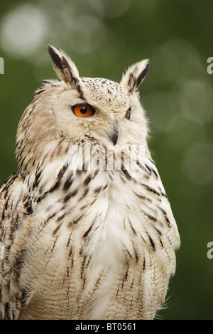 Ritratto di un gufo reale (Bubo bubo). Foto Stock