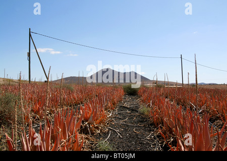 Aloe vera coltivazione di piante fuerteventura canarie Spagna adulti guarigione medica plantation green farm stabilimento per la produzione di succhi di frutta Foto Stock