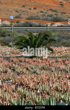 Aloe vera coltivazione di piante fuerteventura canarie Spagna adulti guarigione medica plantation green farm stabilimento per la produzione di succhi di frutta Foto Stock