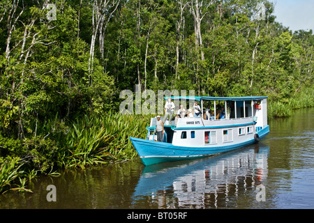 I turisti su klotok sul fiume Sekonyer, Borneo, Indonesia Foto Stock