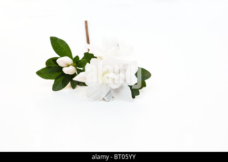 Perdere di rododendro bianco fiore su sfondo bianco Foto Stock