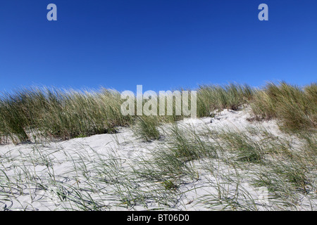 Spiaggia di Ameland, Paesi Bassi Foto Stock