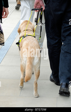 Cane guida per ciechi Foto Stock