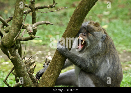 Lunga coda Macaque sbadigli, Bali, Indonesia Foto Stock