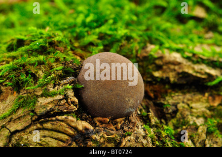 Autunno Puff Ball funghi fungo, streghe uovo in legno Bramingham, Luton, Bedfordshire Foto Stock