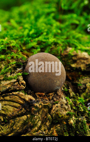 Autunno Puff Ball funghi fungo, streghe uovo in legno Bramingham, Luton, Bedfordshire Foto Stock