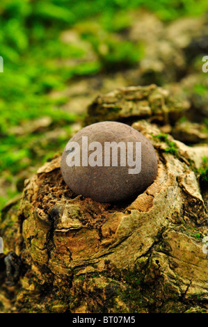 Autunno Puff Ball funghi fungo, streghe uovo in grande Bramingham legno, Luton, Bedfordshire Foto Stock