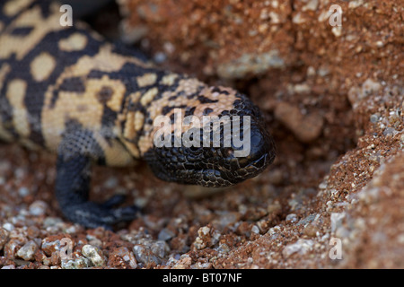 Gila monster (Heloderma suspectum) Deserto Sonoran - Arizona - uno dei due lucertole velenosi nel mondo Foto Stock