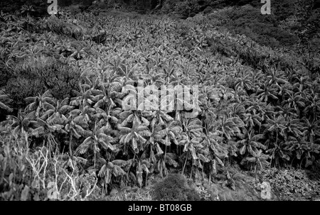 Ariel fotografia di palme Foto Stock