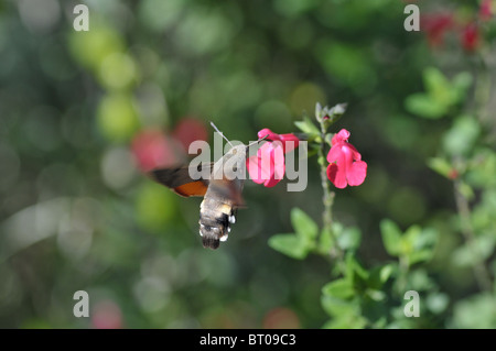 [Hummingbird Moth] in volo tenendo alimentazione nettare falena alato volo insetti alimentazione ali pelose linguetta Foto Stock