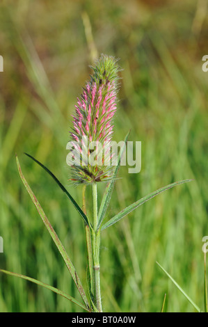 Trifoglio Narrowleaf - Narrowleaf Crimson di trifoglio rosso (Trifolium angustifolium) Fioritura in estate - Vaucluse - Provence - France Foto Stock