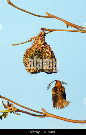 Testa nera Tessitore bird - ploceus cucullatus Foto Stock