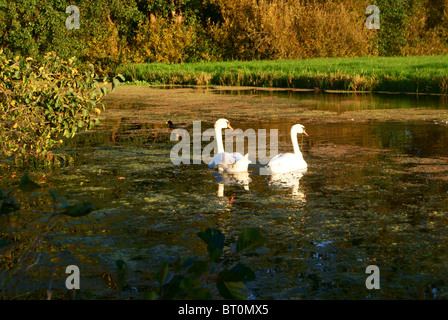 Swan con riflessione nella natura olandese Foto Stock