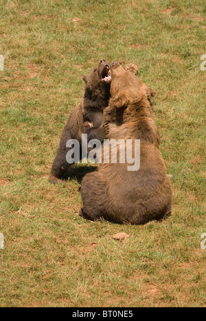 Orso bruno combattimento (Ursus arctos) captive. Foto Stock