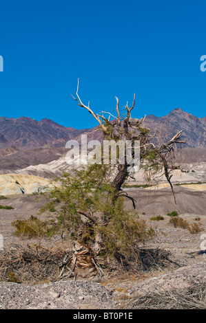 Morto, essiccato fino albero nel Parco Nazionale della Valle della Morte, CALIFORNIA, STATI UNITI D'AMERICA Foto Stock