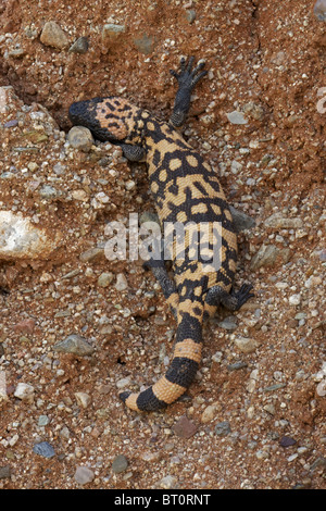 Gila monster (Heloderma suspectum) Deserto Sonoran - Arizona - uno dei due lucertole velenosi nel mondo Foto Stock