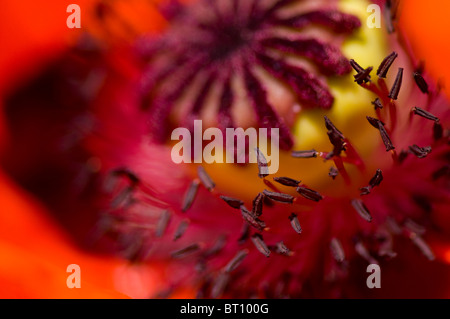 Immagine macro di un rosso papavero orientale - papaver Orientale Foto Stock