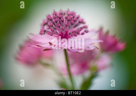 Close-up immagine della splendida fioritura estiva Astrantia major fiore comunemente noto come Masterwort, immagine presa contro un dolce sottofondo. Foto Stock