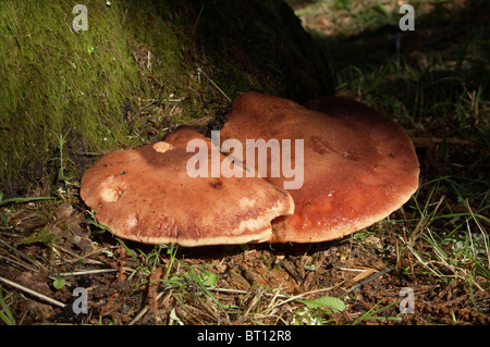 Bistecca di manzo fungo (Fistulina hepatica) su un albero di castagno (Castanea sativa) Foto Stock