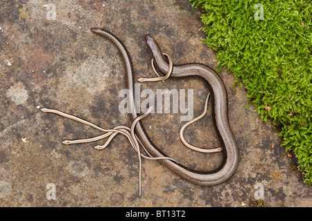 Slow-worm, frgilis Anguis, con i giovani Foto Stock