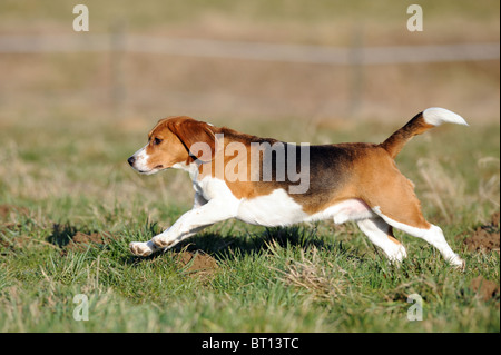 Beagle (Canis lupus familiaris). Maschio adulto in esecuzione su un prato. Foto Stock
