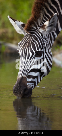 Un giovane burchells zebra di bere acqua dal fiume Talek, Masai Mara. Foto Stock