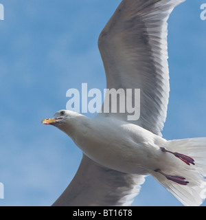 Un Aringa Gabbiano in volo a Tynemouth, REGNO UNITO Foto Stock