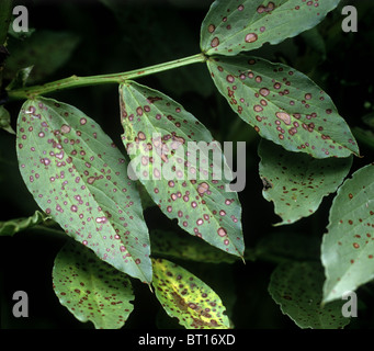 Macchia di cioccolato, Botrytis fabae, lesioni necrotiche su Broad Bean lascia Foto Stock