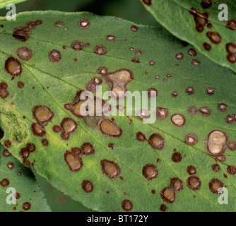 Macchia di cioccolato (Botrytis fabae) lesioni sul largo bean lascia Foto Stock