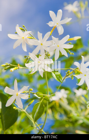 Jasminum polyanthum Foto Stock