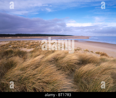 Marram grass su dune sulla mattina di primavera a Holkham Bay North Norfolk REGNO UNITO Foto Stock