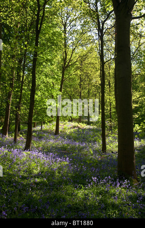 Sycamore bluebell legno vicino Swainby, North York Moors National Park Foto Stock