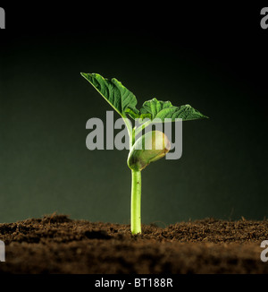 Verde fagiolo (Phaseolus vulgaris) piantina con cotiledone riserva alimentare e prime foglie vere Foto Stock