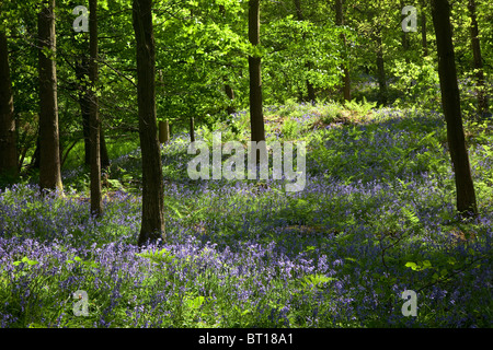 Sycamore bluebell legno vicino Swainby, North York Moors National Park Foto Stock