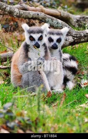 Due captive anello-tailed lemuri in un parco zoologico in Vandea Francia Foto Stock