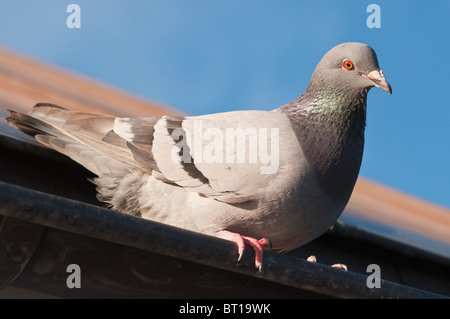 Un piccione seduto su una coop o loftPigeon coop tetto loft Foto Stock