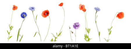 Campo comune Fiori su fondo bianco (papaveri e cornflowers) Foto Stock