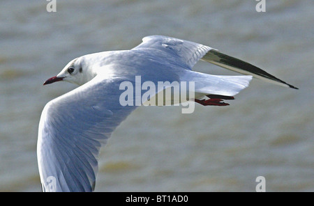 Un gabbiano in volo. Gabbiano comune (Larus canus canus) Foto Stock