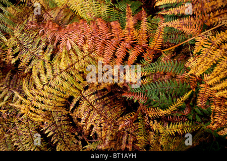 Bracken in colori autunnali Foto Stock