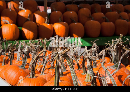 Le zucche visto su una fase di stallo a Ottawa ByWard market Foto Stock