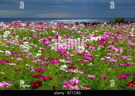 Cosmo di Campo dei Fiori sull isola di Yakushima, Kyushu, Giappone Foto Stock